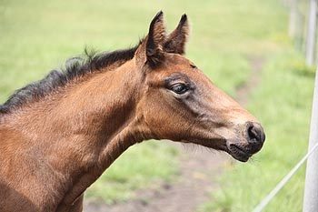 weide_impressionen_2011__31_20171114_1830978062